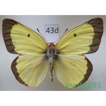 Colias philodice Godart, 1819 male USA43d